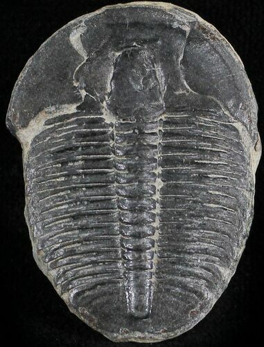 Elrathia Trilobite - Wheeler Shale, Utah #24992